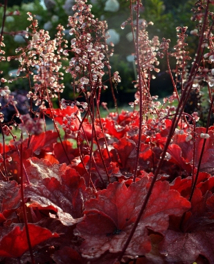 Żurawka (Heuchera) 